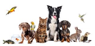 4 de octubre. Día Mundial de los Animales: derechos, protección y bien –  Aerosol Medical Systems